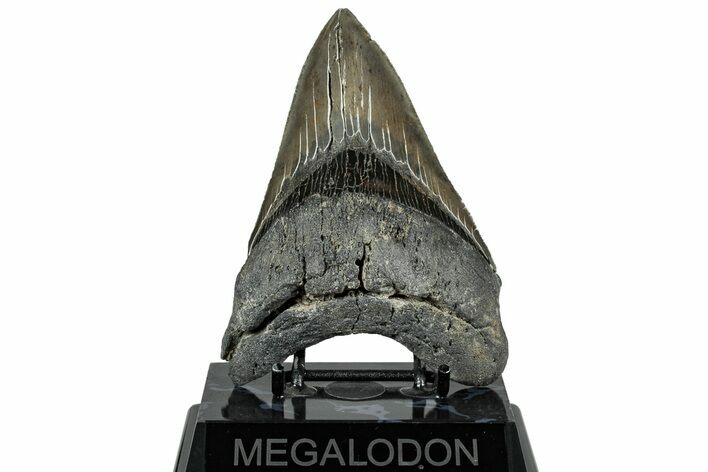 Serrated, Fossil Megalodon Tooth - South Carolina #324269